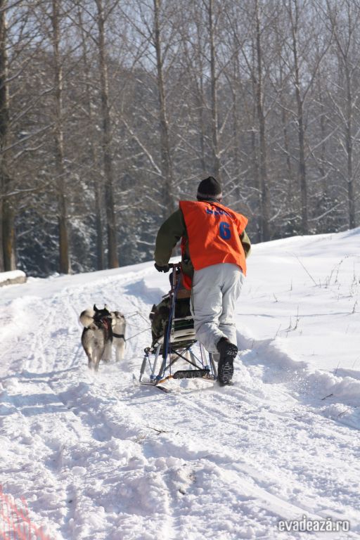 Cursa cu sania trasa de caini la Tusnad | 2